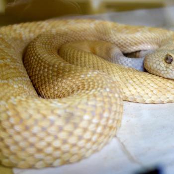 UMD Researchers Identify Protein that Counteracts Key Rattlesnake